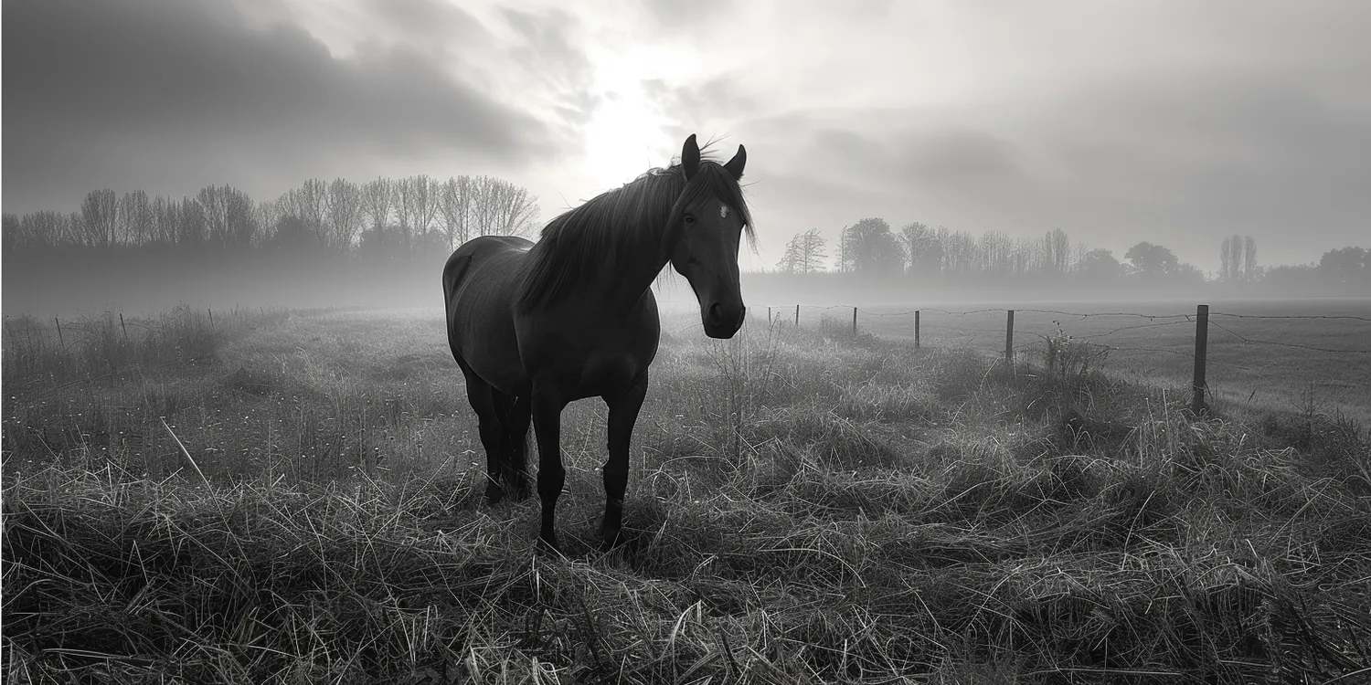Kremacja zwierząt domowych - co warto wiedzieć